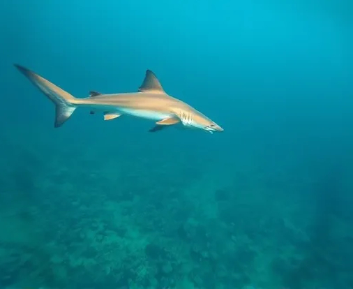 A nurse shark swimming in the ocean, showing its habitat with a bright blue sky above.